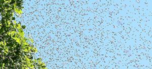 Swarm in Flight