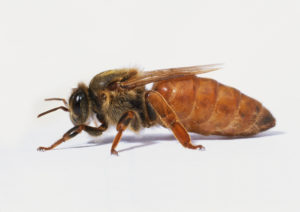 Apis mellifera, Queen Honey Bee