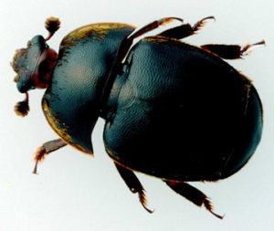 small-hive-beetle-17