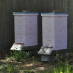 langstrothhive